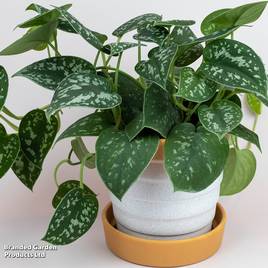 Philodendron scandens Pictus