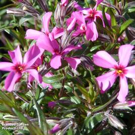 Phlox subulata Atropurpurea