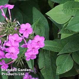 Phlox paniculata Blue Boy