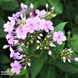 Phlox paniculata Blue Boy