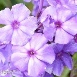 Phlox paniculata Blue Paradise