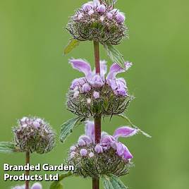 Phlomis tuberosa Bronze Flamingo