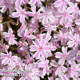 Phlox subulata Candy Stripe