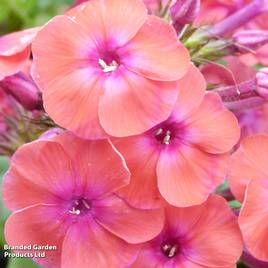 Phlox paniculata Coral Flame