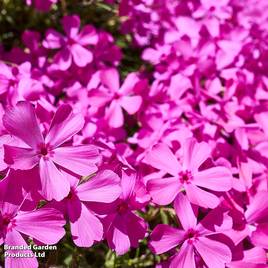 Phlox subulata McDaniels Cushion