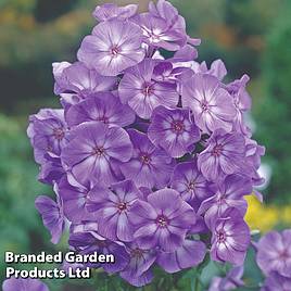 Phlox paniculata Laura