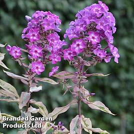 Phlox paniculata Olympus