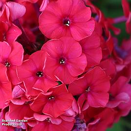 Phlox paniculata Windsor