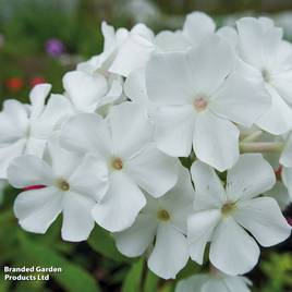 Phlox paniculata Rembrandt
