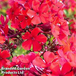 Phlox paniculata Starfire