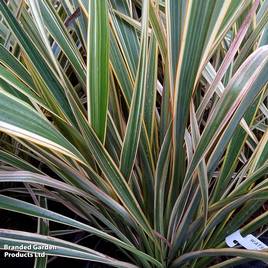 Phormium Golden Ray