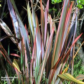 Phormium Sundowner
