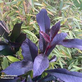 Photinia Blackberry Gem