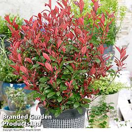 Photinia x fraseri Carré Rouge
