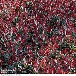 Photinia x fraseri Little Red Devil
