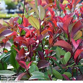 Photinia fraseri Little Red Robin