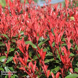 Photinia fraseri Robusta Compacta