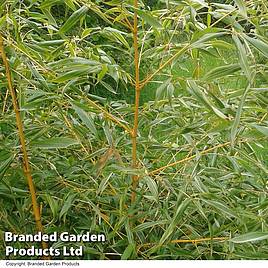 Phyllostachys aureosulcata