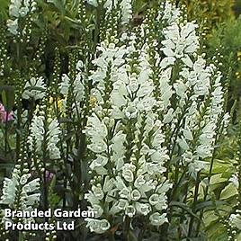 Physostegia virginiana Alba