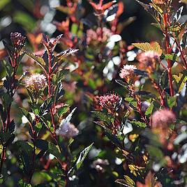 Physocarpus opulifolius Little Devil