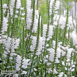 Physostegia virginiana Crown Of Snow