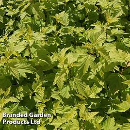 Physocarpus opulifolius Darts Gold
