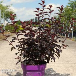 Physocarpus opulifolius Fireside