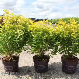 Physocarpus opulifolius Minion