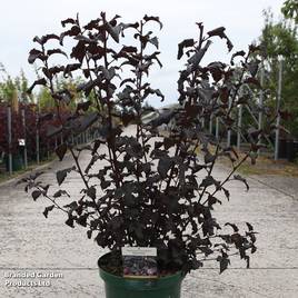 Physocarpus opulifolius Panther
