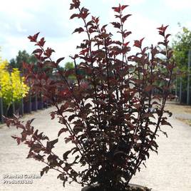 Physocarpus opulifolius Summer Wine Black