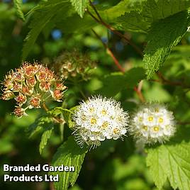 Physocarpus capitatus Tilden Park