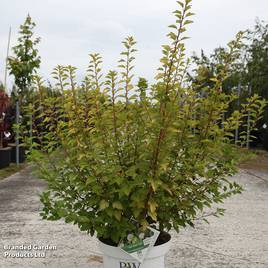 Physocarpus opulifolius Tiny Wine Gold