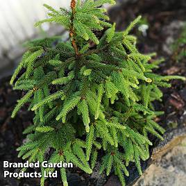 Picea abies Acrocona