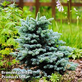 Picea pungens (Glauca Group) Globosa