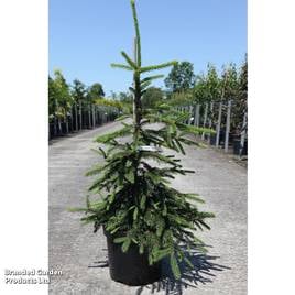 Picea abies Inversa