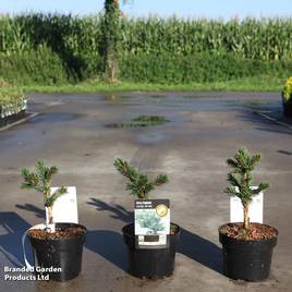 Picea pungens Lucky Strike