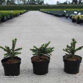 Picea abies Maxwellii