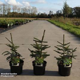 Picea orientalis Aureospicata
