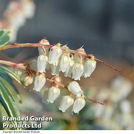 Pieris Flaming Silver