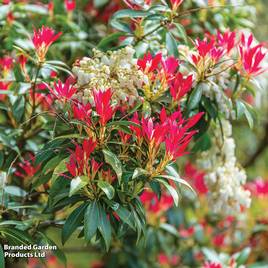 Pieris Forest Flame