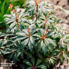 Pieris japonica Mountain Fire