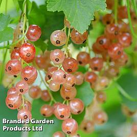 Pinkcurrant Gloire de Sablon