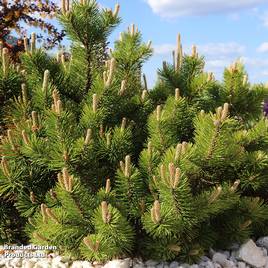 Pinus mugo Benjamin