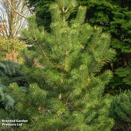 Pinus thunbergii Kotobuki