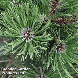 Pinus heldreichii Malinkii