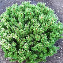 Pinus mugo Mops