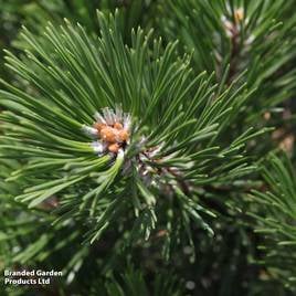 Pinus mugo Gnom