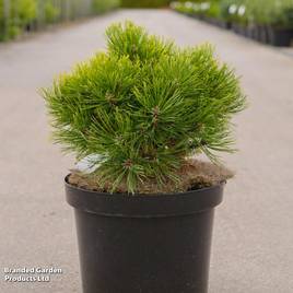 Pinus mugo Ophir