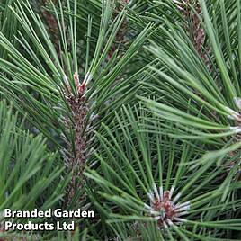 Pinus nigra Pierrick Bregéon
