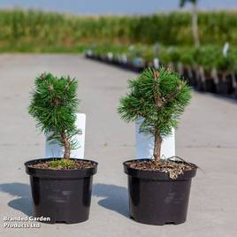 Pinus mugo Sherwood Compact